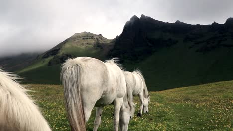 Wild-white-horses-eat-grass-during-a-cloudy-day