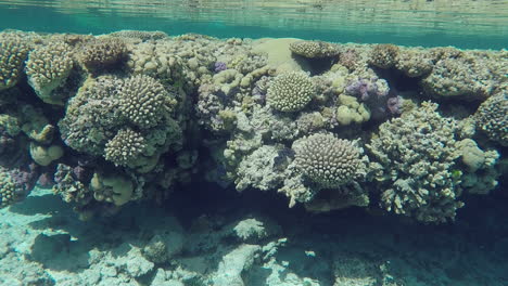 Plataforma-De-Arrecifes-De-Coral-Submarinos-Poco-Profundos-Con-Reflejos-De-Luz-Solar-De-Mano
