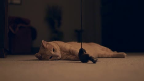 lazy-orange-cat-looking-in-camera-while-his-friend-steals-his-toy