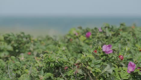 Purple-flower-with-beach-and-sea-in-background