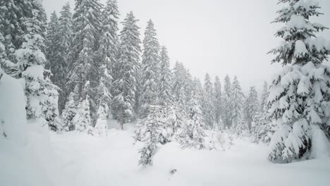 Snow-covered-land-and-trees-in-a-forest-during-heavy-snowfall,-wide-angle-panning-shot
