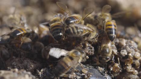Domesticated-africanized-honey-bees-feeding-on-spilled-honey,-macro,-close-up