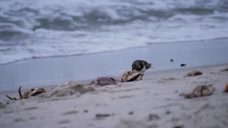 Lone-Stint-Picking-Crab-Bleibt-An-Einem-Strand-Mit-Wellen-Im-Hintergrund