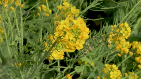 Gelbe-Nanohana-Blumen,-Die-Im-Wind-Wehen