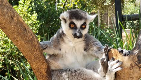 Ein-Wunderschöner,-Neugieriger-Lemur,-Der-Sich-Einfach-Auf-Seinem-Baum-Entspannt-Und-Die-Welt-Beobachtet