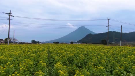 Schweben-über-Japanischen-Nanohana-Blumen-In-Richtung-Kaimondake-Berg