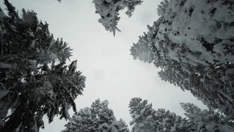 Snow-covered-trees-during-snowfall