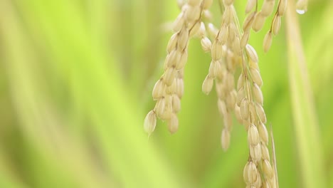 Close-up-of-Rice-Growing-in-a-Field