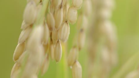 Super-Close-up-of-Rice-Growing