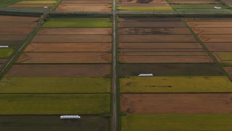 Antenne-Japanischer-Reisfelder