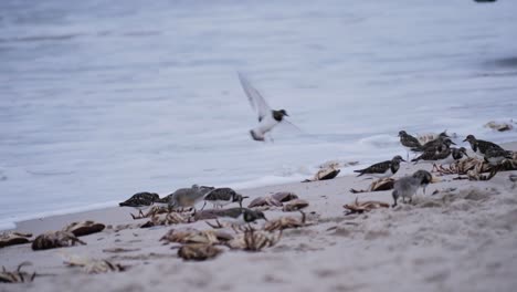 Many-stints-pecking-crab-remains-at-a-beach-with-waves-in-the-background