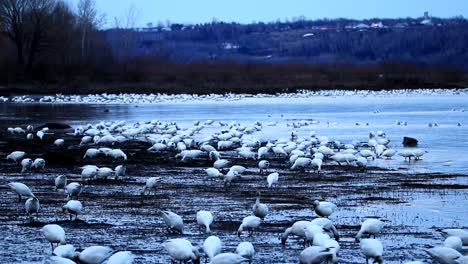 A-lot-of-wild-snow-geese-eat-plants-in-the-mud-during-the-aurora