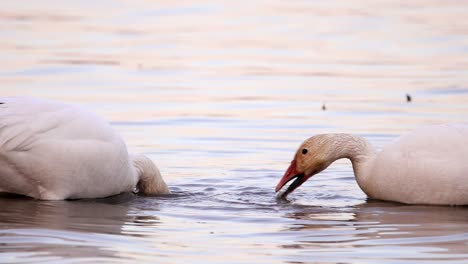 A-snow-geese-couple-eat-rhizomes-in-the-water