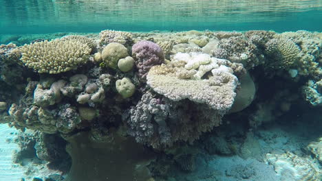Arrecife-De-Coral-Submarino-Poco-Profundo,-Ondas-Superficiales-Iluminadas-Por-El-Sol,-Slomo-De-Mano
