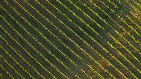 Aerial-view-from-above-of-vineyard-plantation-in-Kakheti-region-in-Georgia