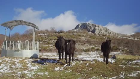 Mehrere-Losino-Pferde,-Die-In-Einer-Verschneiten-Landschaft-Auf-Die-Kamera-Zulaufen