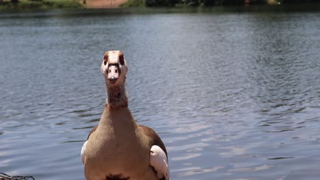 Close-up-shot-of-Egyptian-goose-by-a-lake-or-dam
