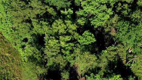 Aerial-overhead-of-forest-trees