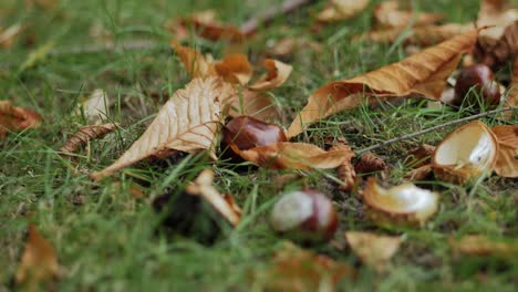 Closeup-of-chestnuts-on-the-ground-with-grass-and-dry-leaves
