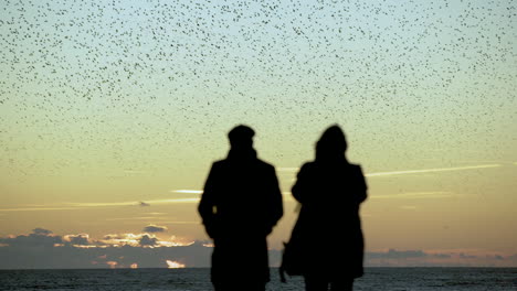 Two-people-watch-large-flock-of-birds-fly-in-unison-over-ocean-at-dusk