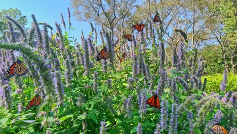Gruppe-Von-Monarchfaltern,-Die-Sich-Auf-Lavendelpflanzen-In-Einem-Hellen,-Sonnigen-Feld-Ernähren