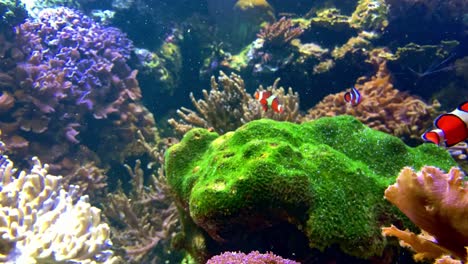 Gruppe-Von-Clownfischen,-Die-In-Einer-Aquarienumgebung-über-Korallen-Schwimmen