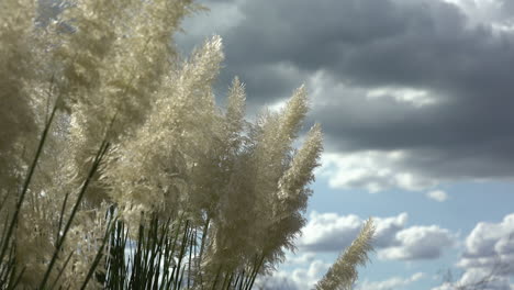 Plumero-de-la-pampa,-Duster-of-the-pampa-plant,-close-up,-clouds-background