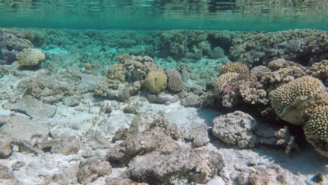 Flaches-Korallenriffregal,-Mit-Unterwasserreflexionen,-Handheld-Slomo