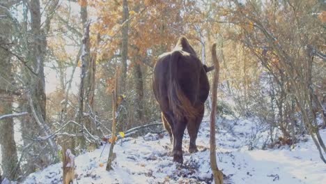 Riesiger-Europäischer-Bison,-Der-In-Einem-Verschneiten-Wald-Spaziert