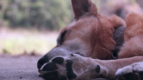 Tired,-Old-Cattle-Dog,-Stretched-Out-Sleeping,-Face-and-Legs-Close-Up