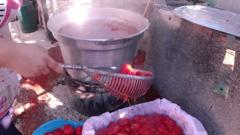 Collecting-tomatoes-from-the-big-boiling-kettle,-ready-for-conserves