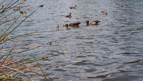Far-shot-of-Egyptian-geese-on-a-lake-or-dam