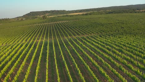 Aerial-view-of-vineyard-plantation-in-Kakheti-region-in-Georgia