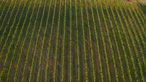 Aerial-view-of-vineyard-plantation-in-Kakheti-region-in-Georgia