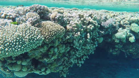Sunlit,-Underwater-Coral-Reef-Shelf,-Minerva,-Handheld-Closeup-SLOMO