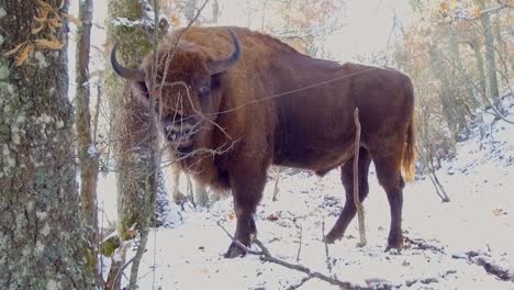 huge-european-bison-looking-at-camera-and-exhaling-in-a-snowy-forest