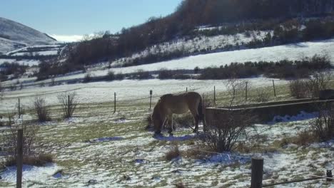 przewalski-horse-grazing-with-snowy-landscape
