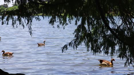 Far-shot-of-Egyptian-geese-on-a-lake-or-dam-with-a-weeping-willow-tree-in-the-foreground