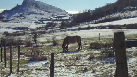 Przewalski-Pferd,-Das-Mit-Schneebedeckter-Landschaft-Weiden-Lässt