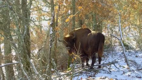Riesiger-Europäischer-Bison,-Der-In-Die-Kamera-Blickt-Und-In-Einem-Verschneiten-Wald-Ausatmet