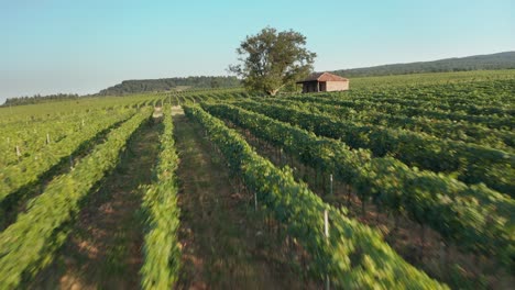 Beautiful-vineyard-in-Kakheti-region-in-Georgia