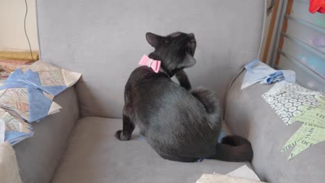 Black-cat-scratching-her-ear-wearing-a-pink-collar