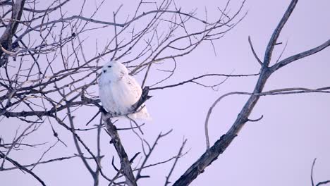 A-Snowy-owl-cleans-its-feathers