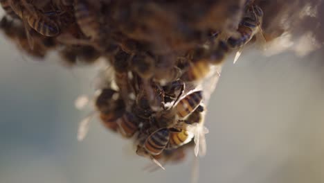 Busy-Africanized-Bees-crawling-around-wild-downward-nest---Shallow-focus-Long-close-up-shot