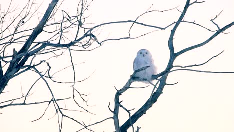 A-Snowy-owl-on-a-tree-during-a-cold-afternoon
