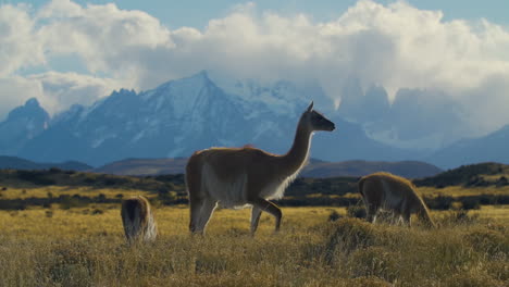 Llamas-in-an-open-field-with-the-mountains-in-the-background