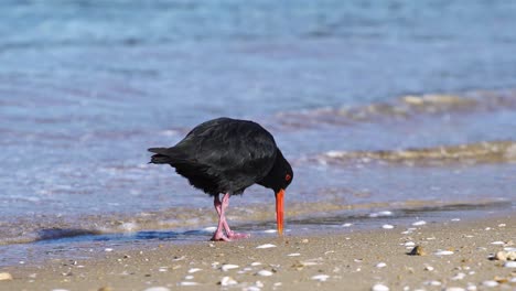 Un-Hermoso-Pájaro-Ostrero-Negro-Buscando-Comida-En-La-Playa---Cerrar