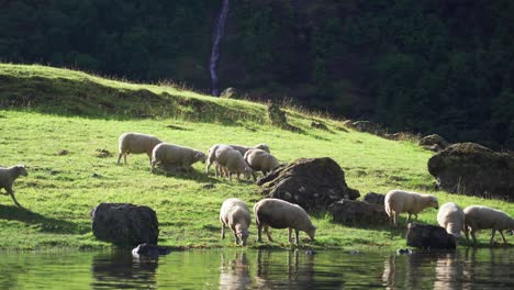 Sheep-grazing-on-the-shores-of-the-Naeroy-fjord,-Norway