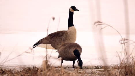 A-couple-of-Canada-geese-eat-fresh-grass