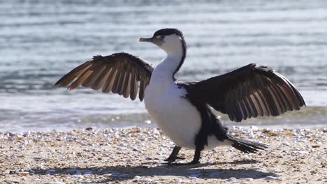 Ein-Wunderschöner-Pied-Shag-Seevogel,-Der-Seine-Flügel-Am-Strand-Ausbreitet---Aus-Nächster-Nähe